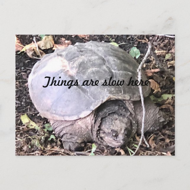 Turtle Postcard (Front)