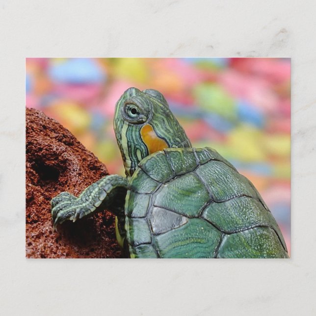 Turtle Postcard (Front)