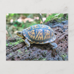 Turtle Postcard