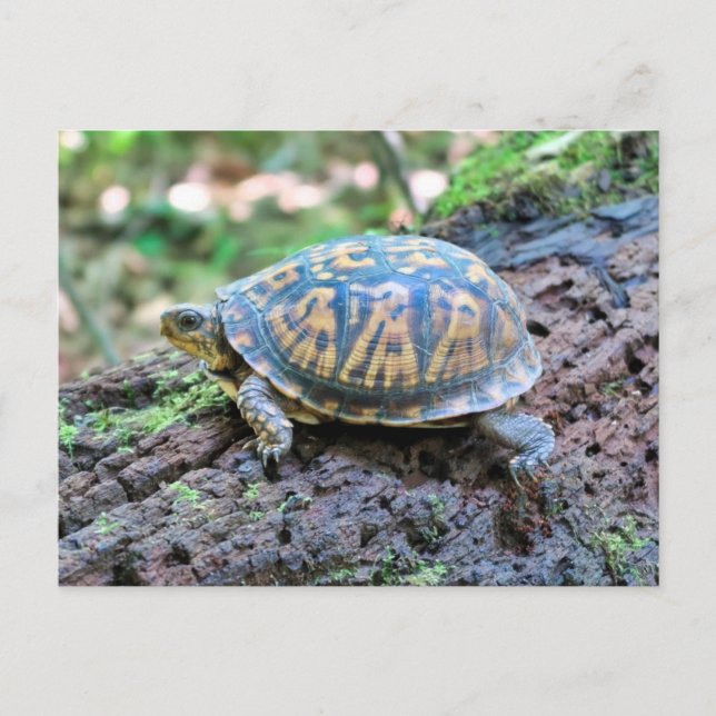 Turtle Postcard (Front)