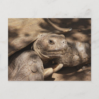 Turtle Postcard