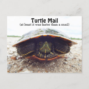 Turtle postcard