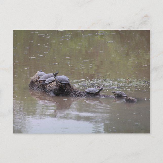 Turtle Postcard (Front)