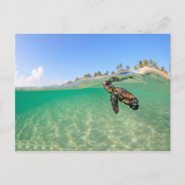 Turtle Postcard (Front)