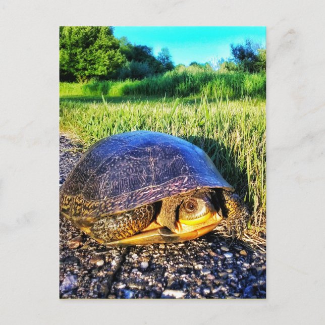 TURTLE POSTCARD (Front)