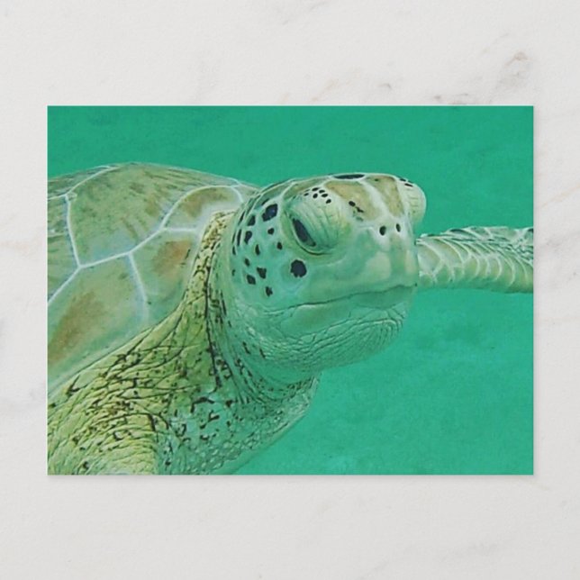 Turtle Postcard (Front)