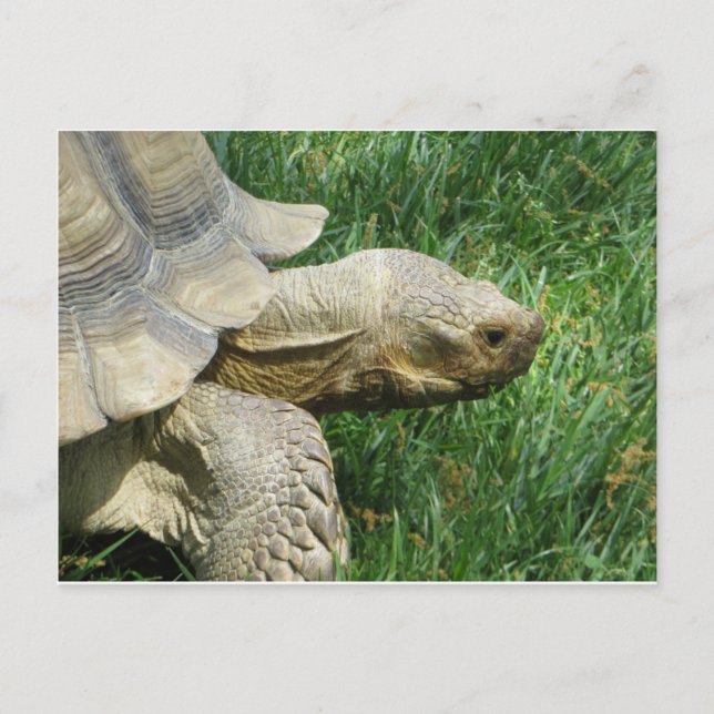 Turtle Postcard (Front)
