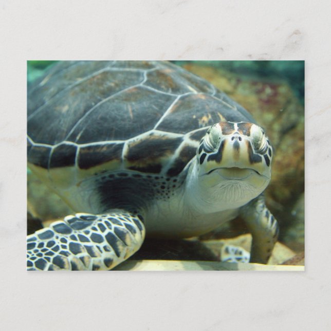 Turtle Postcard (Front)