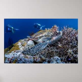 Turtle poster