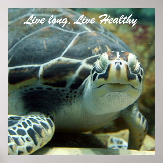 Turtle Poster (Front)