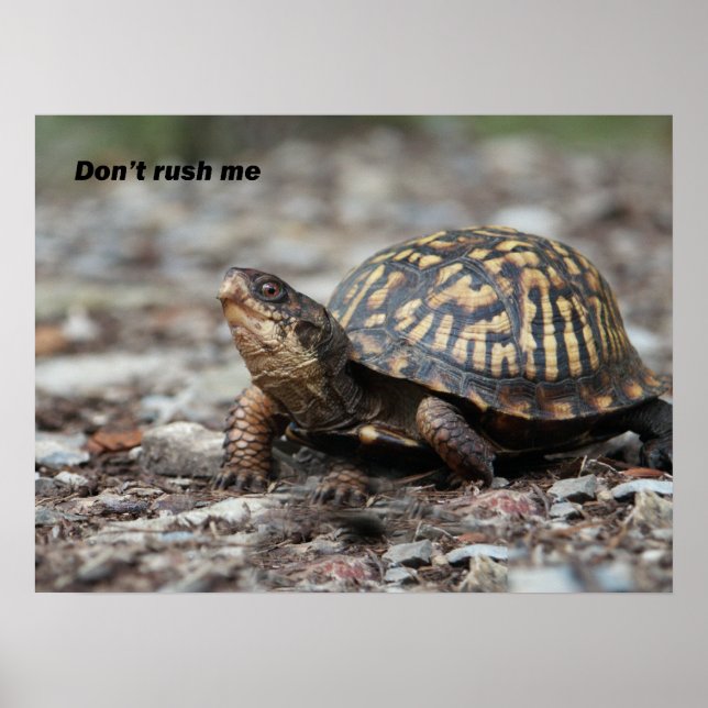 Turtle Poster (Front)