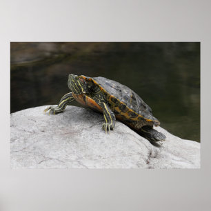 Turtle Poster
