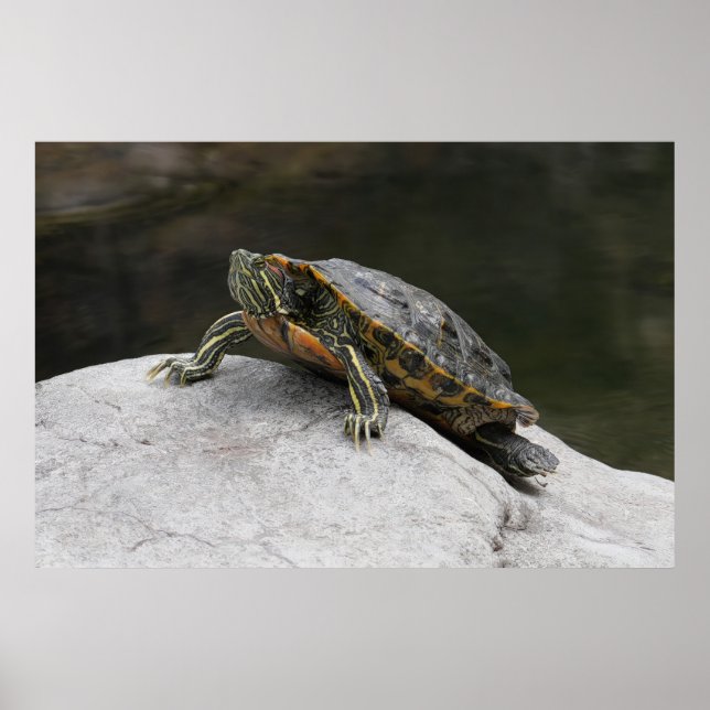 Turtle Poster (Front)