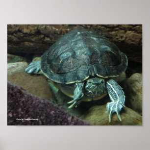 Turtle Poster