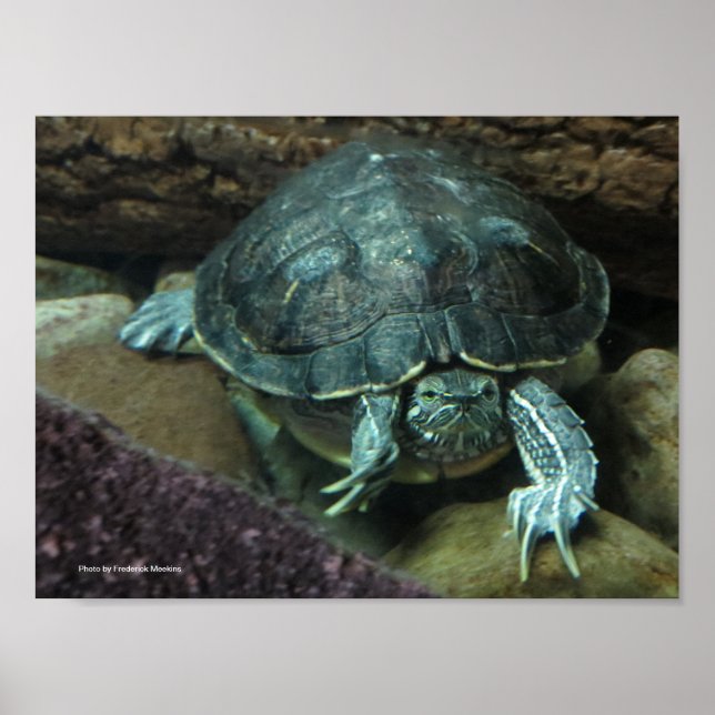 Turtle Poster (Front)
