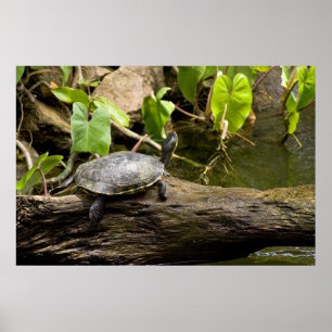 Turtle Sitting on a Log Poster