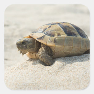 Turtle Square Sticker