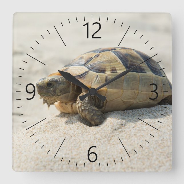 Turtle Square Wall Clock (Front)