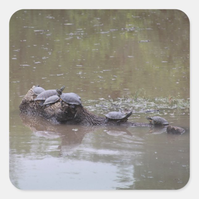 Turtle Stickers (Front)