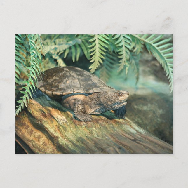 Turtle Sunning on a Log Postcard (Front)