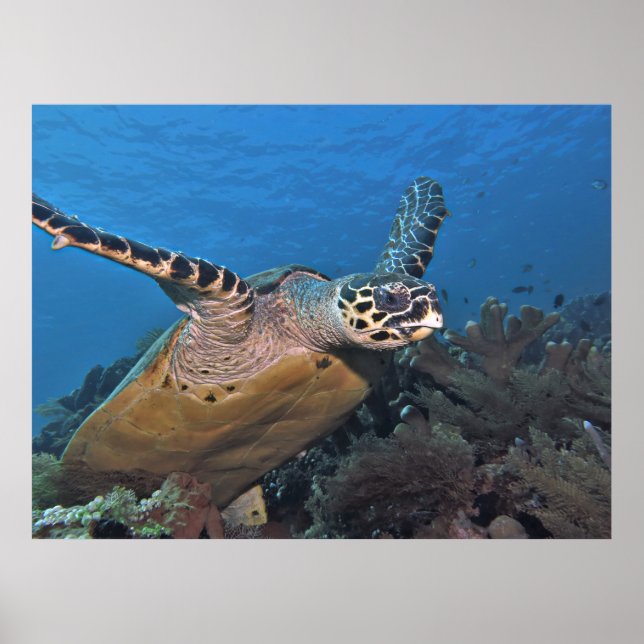Turtle Taking Off Poster (Front)