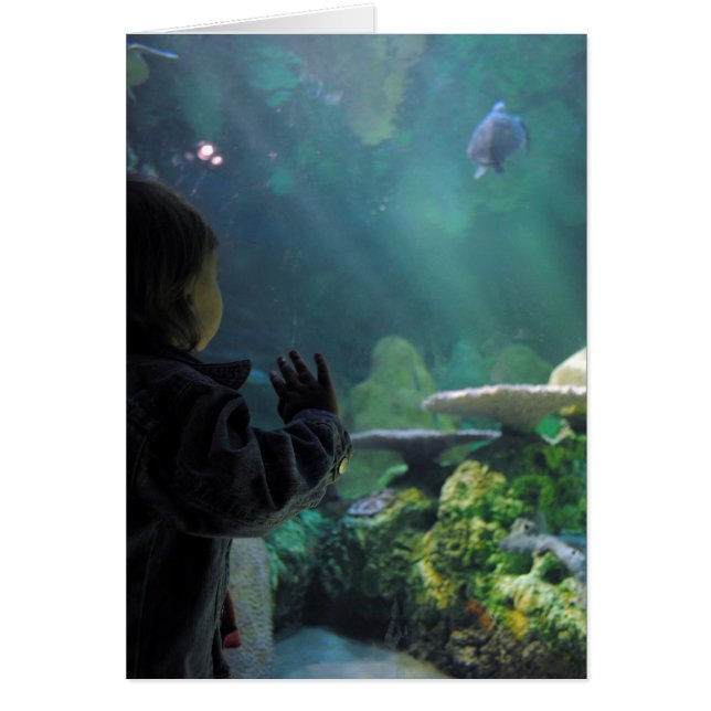 Turtle Tank Viewer (Front)