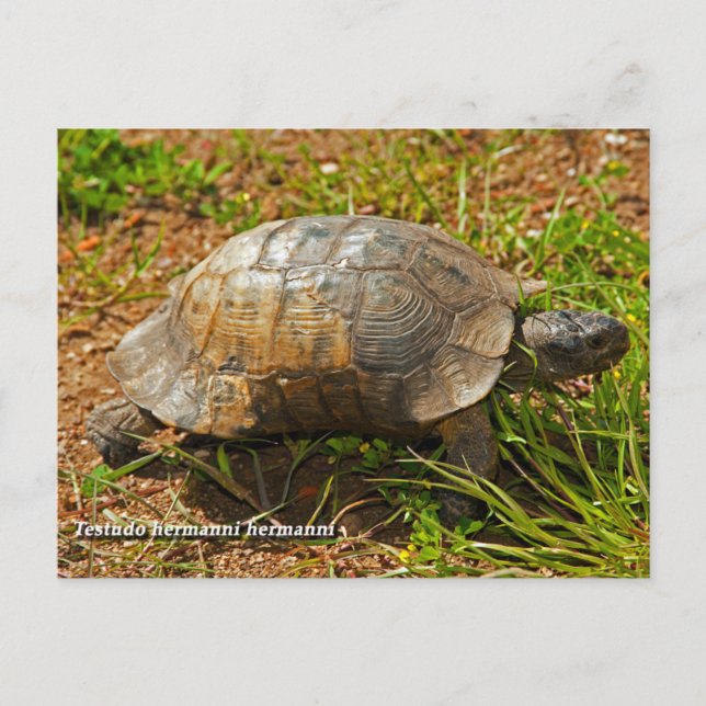 Turtle. Testudo Hermanni Hermanni, Greece. Postcard (Front)