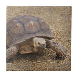 Turtle Tortoise Shell Turtles Wildlife Photo Wild Ceramic Tile