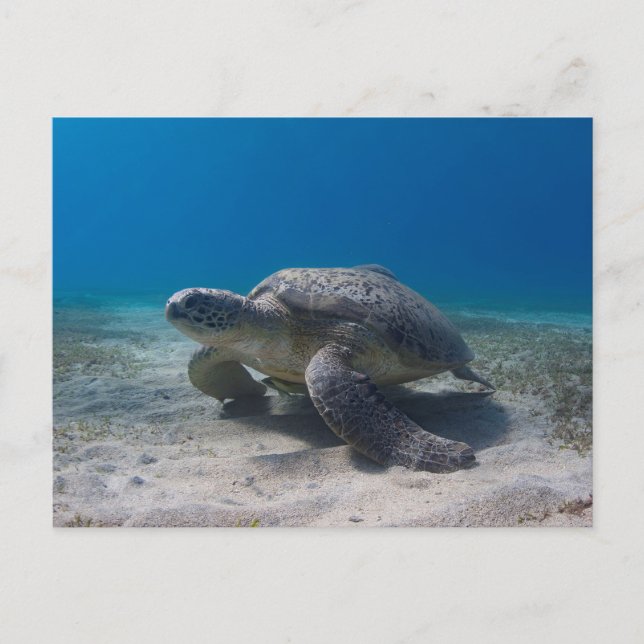 Turtle underwater scene diving postcard (Front)