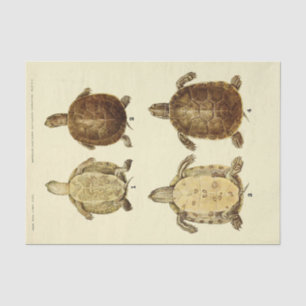 Turtle Vintage Ephemera Decoupage Tissue Paper