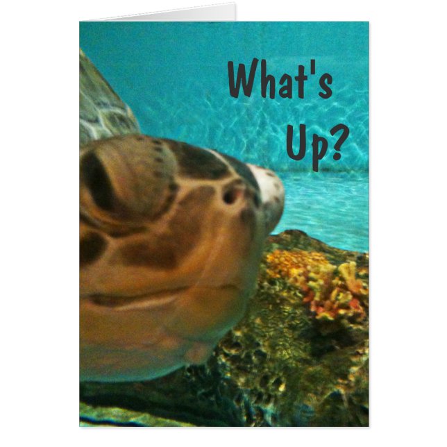 Turtle What's Up Selfie (Front)