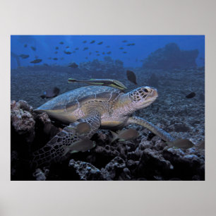 Turtle with Hitchhiker Poster