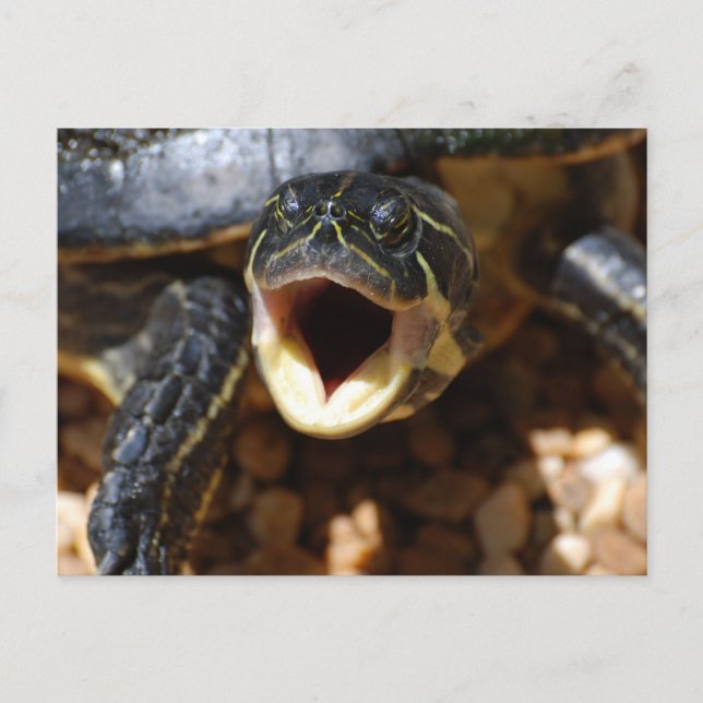 Turtle with Mouth Open Postcards (Front)