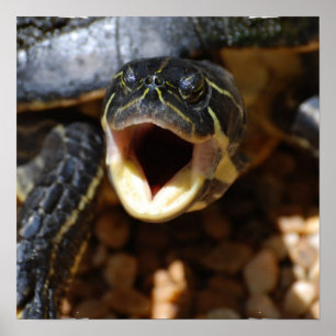 Turtle with Mouth Open Poster