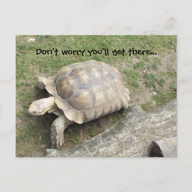 Turtle with Saying Postcard (Front)