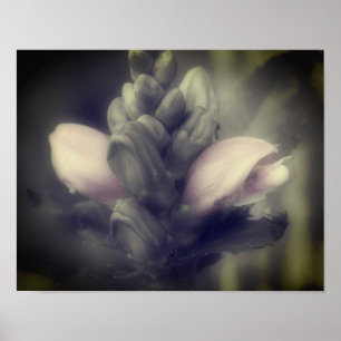 Turtlehead Flower In Partial Colour Poster