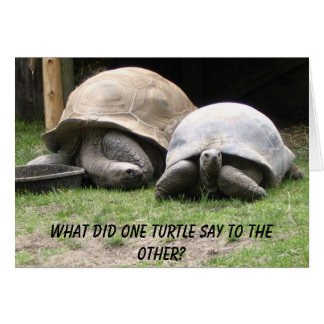 turtles