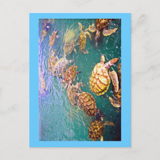 Turtles at Play Postcard