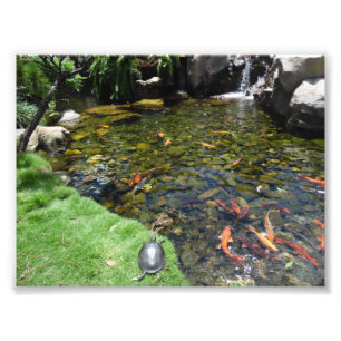 Turtles at the Koi Pond Photo Print