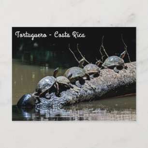 Turtles at Tortuguero National Park - Costa Rica Postcard