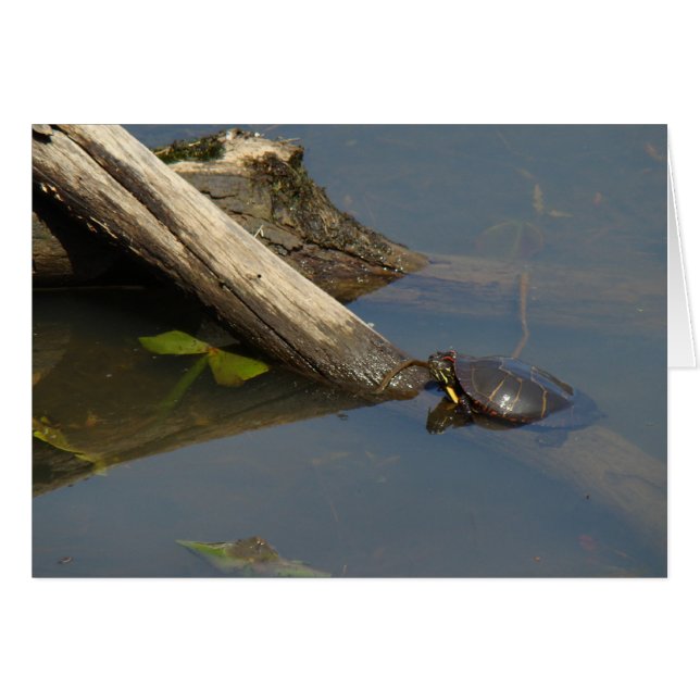 Turtle's Day Off (Front Horizontal)