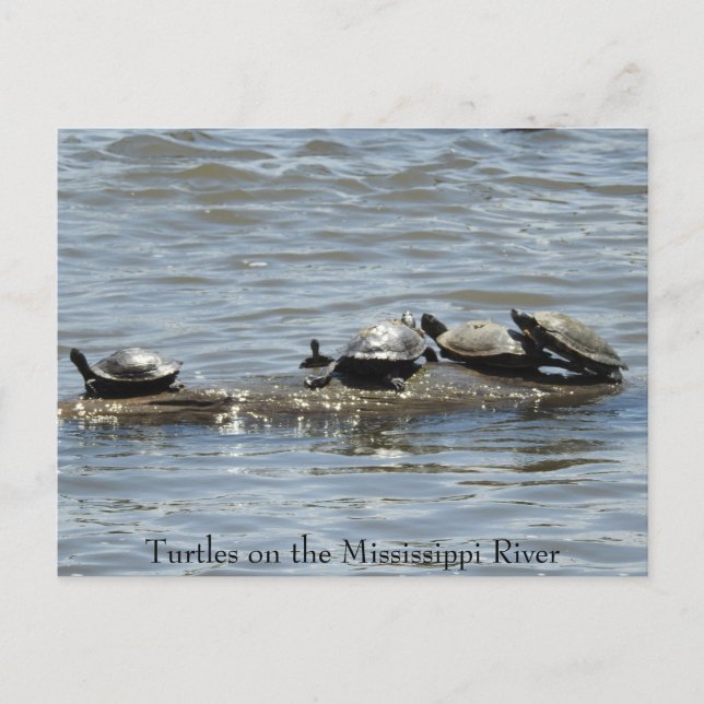 Turtles on a Log on the Mississippi River Photo Po Postcard (Front)