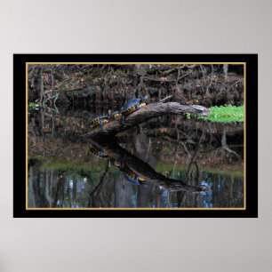 Turtles On Santa Fe River 520 Poster
