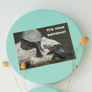 Turtles Photo Funny Birthday Card
