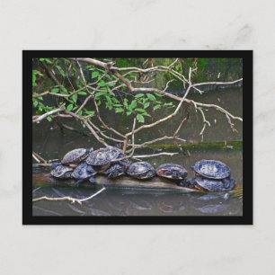 Turtles Pile up Postcard