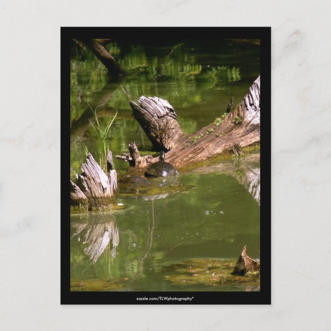 Turtles - Postcard (Front)