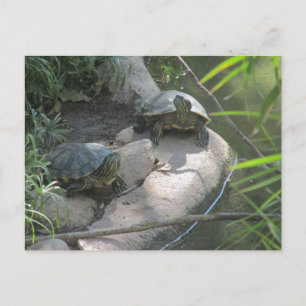 Turtles Postcard
