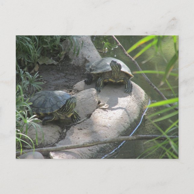 Turtles Postcard (Front)