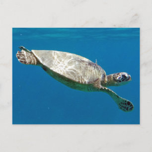 Turtles Postcard