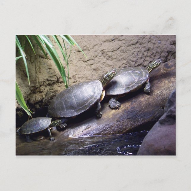 Turtles Postcard (Front)